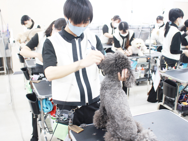 ２年生、お客様犬のトリミング！